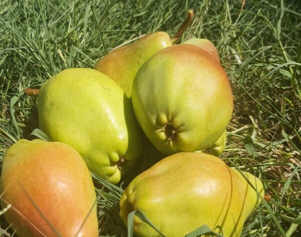 WhatsApp-Image-2025-10-15-at-11.30.19-1-scaled