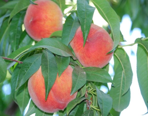 WhatsApp-Image-2024-12-25-at-16.13.55-scaled